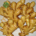 wholesale ginger price Big fresh Ginger